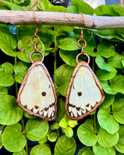 Load image into Gallery viewer, Real Butterfly Wing Earrings #1