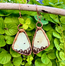 Load image into Gallery viewer, Real Butterfly Wing Earrings #1