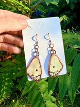 Load image into Gallery viewer, Real Butterfly Wing Earrings #1