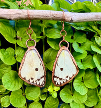 Load image into Gallery viewer, Real Butterfly Wing Earrings #1