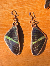 Load image into Gallery viewer, Real Butterfly Wing Earrings #4