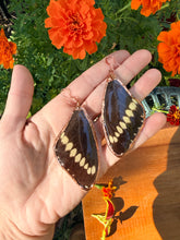 Load image into Gallery viewer, Real Butterfly Wing Earrings #3