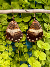 Load image into Gallery viewer, Real Butterfly Wing Earrings #7