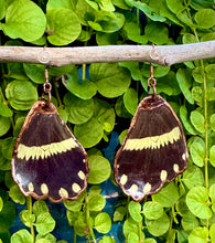Load image into Gallery viewer, Real Butterfly Wing Earrings #7