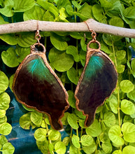 Load image into Gallery viewer, Real Butterfly Wing Earrings #5