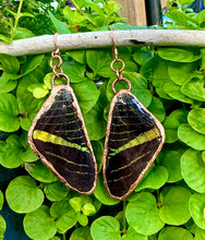 Load image into Gallery viewer, Real Butterfly Wing Earrings #4