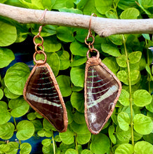 Load image into Gallery viewer, Real Butterfly Wing Earrings #4