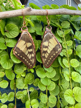 Load image into Gallery viewer, Real Butterfly Wing Earrings #2