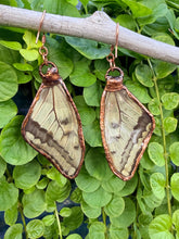 Load image into Gallery viewer, Real Butterfly Wing Earrings #2