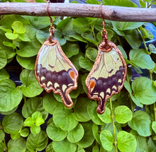 Load image into Gallery viewer, Real Butterfly Wing Earrings #6