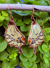 Load image into Gallery viewer, Real Butterfly Wing Earrings #6