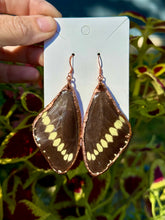 Load image into Gallery viewer, Real Butterfly Wing Earrings #3