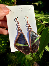 Load image into Gallery viewer, Real Butterfly Wing Earrings #4