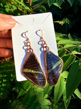 Load image into Gallery viewer, Real Butterfly Wing Earrings #4