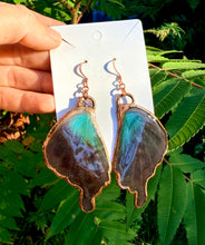 Load image into Gallery viewer, Real Butterfly Wing Earrings #5