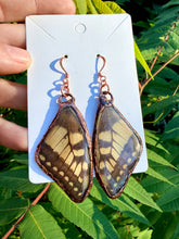 Load image into Gallery viewer, Real Butterfly Wing Earrings #2