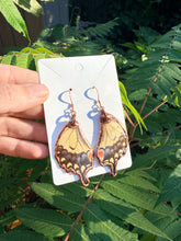 Load image into Gallery viewer, Real Butterfly Wing Earrings #6