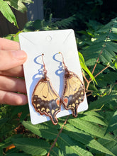 Load image into Gallery viewer, Real Butterfly Wing Earrings #6
